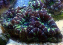 afarm4.static.flickr.com_3615_3388139972_8bf6af9517.jpg_a4f0a23c50a330cf1bf56cae6c33a893.jpg