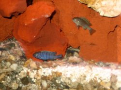 ai79.photobucket.com_albums_j121_Angus_06_New_20Fish_IMG_2313_2.jpg
