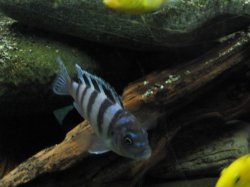 aimg.photobucket.com_albums_v420_BV77_Fish031105009.jpg
