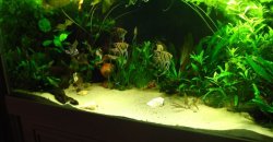 ai96.photobucket.com_albums_l168_EWrightB_aquarium_150_Jun09.jpg