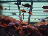 ai684.photobucket.com_albums_vv206_cichlidz_th_16.jpg