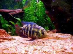 ai453.photobucket.com_albums_qq257_zz430t56_fish474.jpg