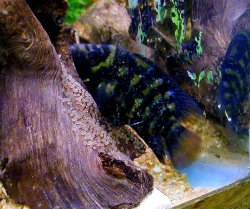 ai453.photobucket.com_albums_qq257_zz430t56_fish509s.jpg
