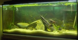 ai8.photobucket.com_albums_a32_sousarc_Aquario_Tropheus_GeralTropheus_Set08.jpg