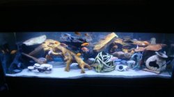 ai684.photobucket.com_albums_vv206_cichlidz_new_20fish_aug_202009_Picture093.jpg