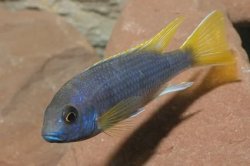 ai684.photobucket.com_albums_vv206_cichlidz_tank_20new_aceiyellowfin.jpg
