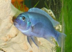 ai684.photobucket.com_albums_vv206_cichlidz_tank_20new_bluezebra.jpg