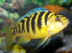 ai684.photobucket.com_albums_vv206_cichlidz_tank_20new_bumblebee_cichlid.jpg