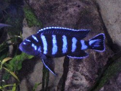 ai684.photobucket.com_albums_vv206_cichlidz_tank_20new_demasoni.jpg