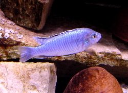 ai684.photobucket.com_albums_vv206_cichlidz_tank_20new_exasporatus.jpg