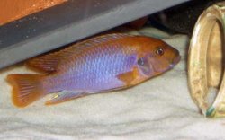 ai684.photobucket.com_albums_vv206_cichlidz_tank_20new_iodotropheusrusty.jpg