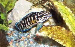 ai684.photobucket.com_albums_vv206_cichlidz_tank_20new_Julidochromis_transcriptus.jpg
