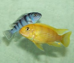 ai684.photobucket.com_albums_vv206_cichlidz_tank_20new_kenyiicichlid.jpg