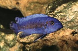 ai684.photobucket.com_albums_vv206_cichlidz_tank_20new_labeotropheus_trewavasae_li.jpg
