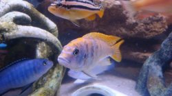 ai684.photobucket.com_albums_vv206_cichlidz_tank_20new_obzebra.jpg