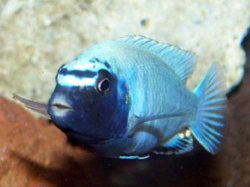 ai684.photobucket.com_albums_vv206_cichlidz_tank_20new_polit.jpg