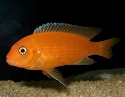 ai684.photobucket.com_albums_vv206_cichlidz_tank_20new_redzebra.jpg