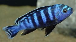 ai684.photobucket.com_albums_vv206_cichlidz_tank_20new_saulosi.jpg