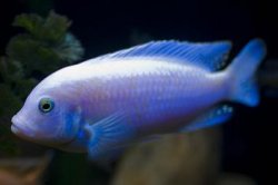 ai684.photobucket.com_albums_vv206_cichlidz_tank_20new_whitecobalt.jpg