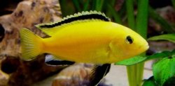 ai684.photobucket.com_albums_vv206_cichlidz_tank_20new_yellow_lab.jpg