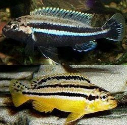 ai684.photobucket.com_albums_vv206_cichlidz_tank_20new_auratus.jpg