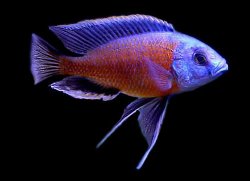 ai684.photobucket.com_albums_vv206_cichlidz_tank_20new_BORLEYREDFIN.jpg