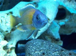 ai684.photobucket.com_albums_vv206_cichlidz_tank_20new_BORLEYYELLOWFIN.jpg