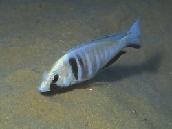 ai684.photobucket.com_albums_vv206_cichlidz_tank_20new_DEEPWATERELECTRA.jpg