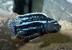 ai684.photobucket.com_albums_vv206_cichlidz_tank_20new_ELECTRICBLUEJOHANNI.jpg