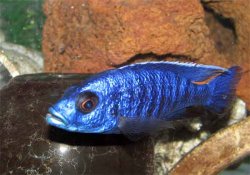 ai684.photobucket.com_albums_vv206_cichlidz_tank_20new_ELECTROBLUEHAP.jpg