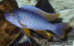 ai684.photobucket.com_albums_vv206_cichlidz_tank_20new_FUELBORNELABEOTROPHEUS.jpg