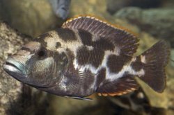 ai684.photobucket.com_albums_vv206_cichlidz_tank_20new_Livingstonii.jpg