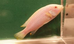 ai684.photobucket.com_albums_vv206_cichlidz_tank_20new_Melanochromis_vermivorous_albino.jpg