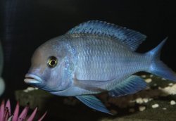 ai684.photobucket.com_albums_vv206_cichlidz_tank_20new_Moori.jpg