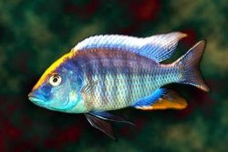ai684.photobucket.com_albums_vv206_cichlidz_tank_20new_ovatus.jpg