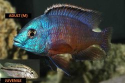 ai684.photobucket.com_albums_vv206_cichlidz_tank_20new_red_empress.jpg