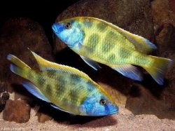 ai684.photobucket.com_albums_vv206_cichlidz_tank_20new_VENUSTUS.jpg