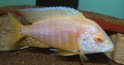 ai684.photobucket.com_albums_vv206_cichlidz_tank_20new_albinopeacock.jpg
