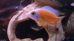 ai684.photobucket.com_albums_vv206_cichlidz_tank_20new_albinotiwanreef.jpg