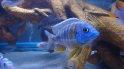 ai684.photobucket.com_albums_vv206_cichlidz_tank_20new_carolinaswallowtail.jpg