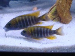 ai684.photobucket.com_albums_vv206_cichlidz_tank_20new_jacobfriebergi.jpg
