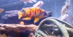 ai684.photobucket.com_albums_vv206_cichlidz_tank_20new_obpeacock.jpg