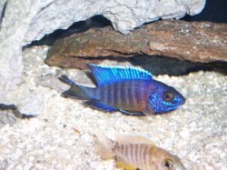 ai684.photobucket.com_albums_vv206_cichlidz_tank_20new_regalpeacock.jpg