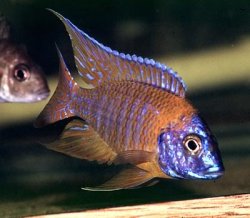 ai684.photobucket.com_albums_vv206_cichlidz_tank_20new_rubinredpeacock_1.jpg