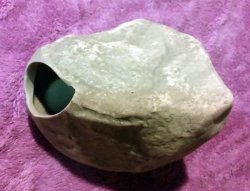 Cichlid-Stone-Resting-Flat.jpg