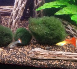 fish.jpg