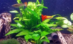 guppies.jpg
