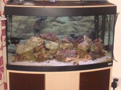 ai228.photobucket.com_albums_ee283_kbekl_fluval_DSCF1132.jpg