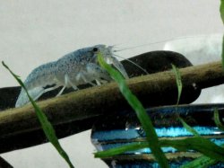 aimg.photobucket.com_albums_v120_Penycat_Aquatic_bluecray01_13_10.jpg