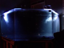 ai44.photobucket.com_albums_f47_sexxygal4you_fish_GEDC0262.jpg